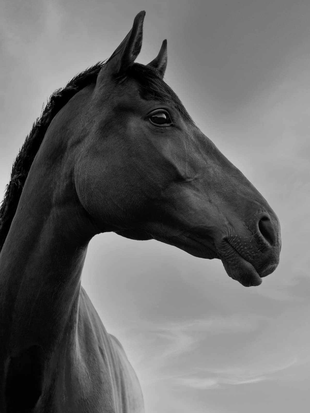 Black horse portrait dramatic
