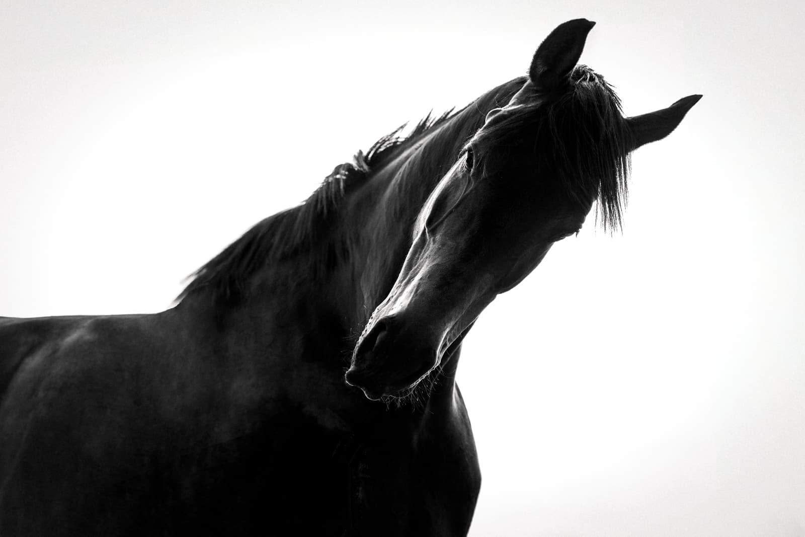 Black horse dramatic silhouette