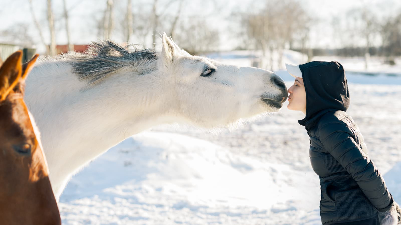 Woman kissing white horse in snowy landscape - Human Gaze Equine Photography