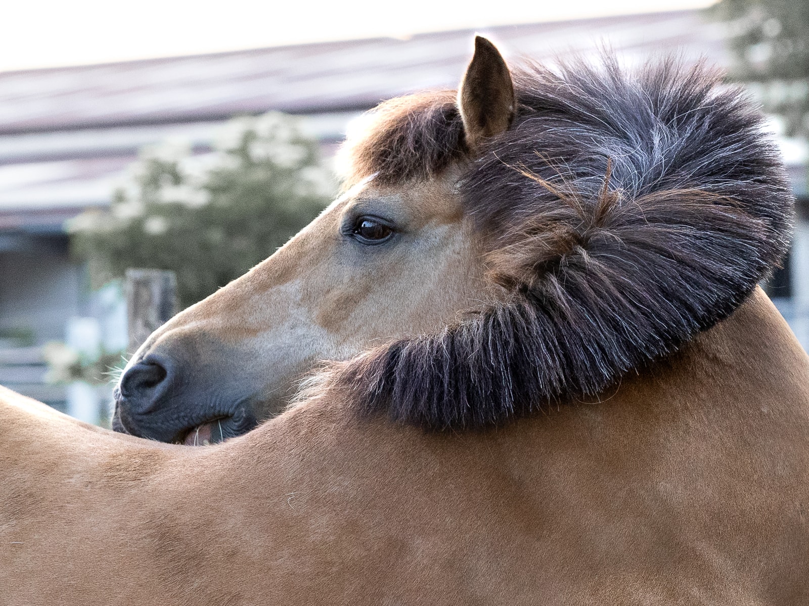 Alert horse with pricked ears