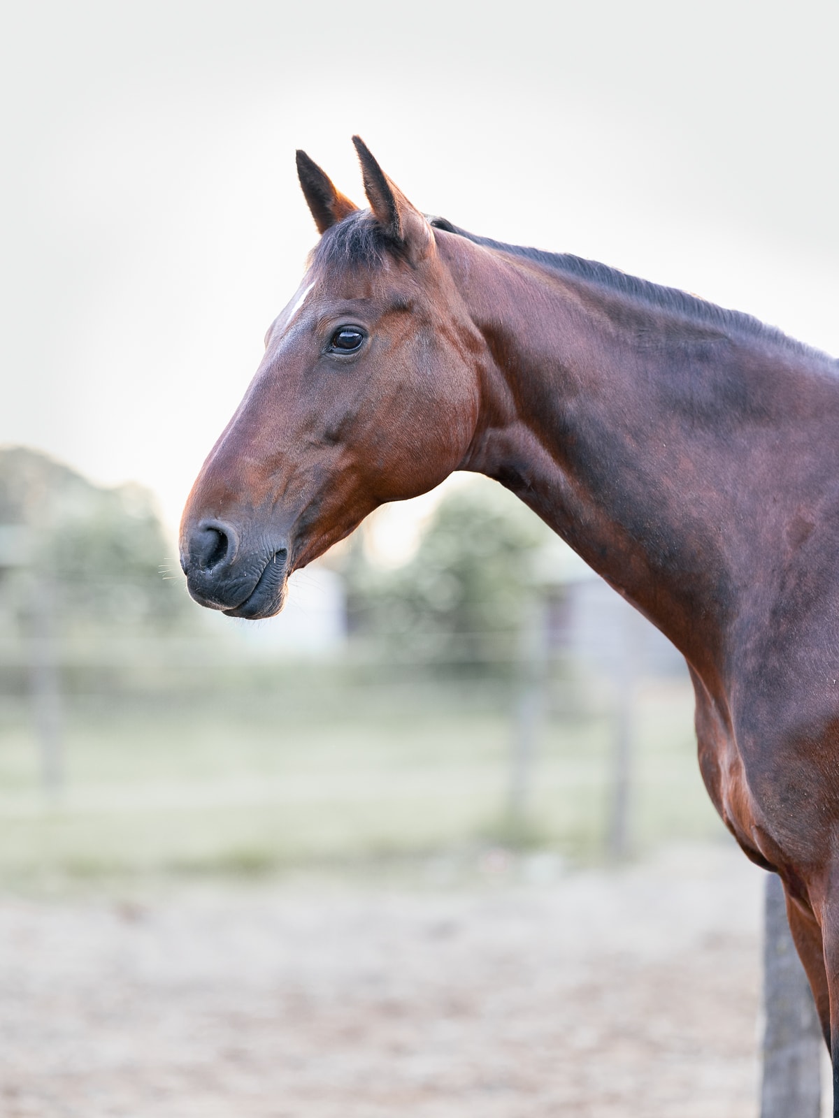 Chestnut horse portrait with dramatic light and shadow