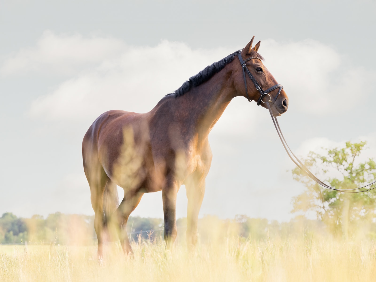 Chestnut horse standing under dramatic sky in landscape