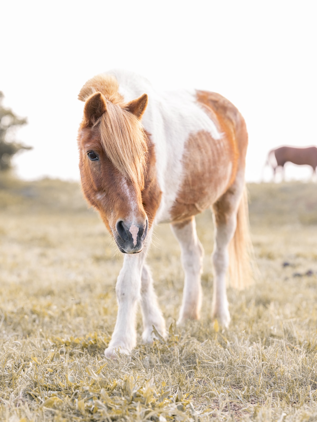 Curious pinto foal looking attentively at camera