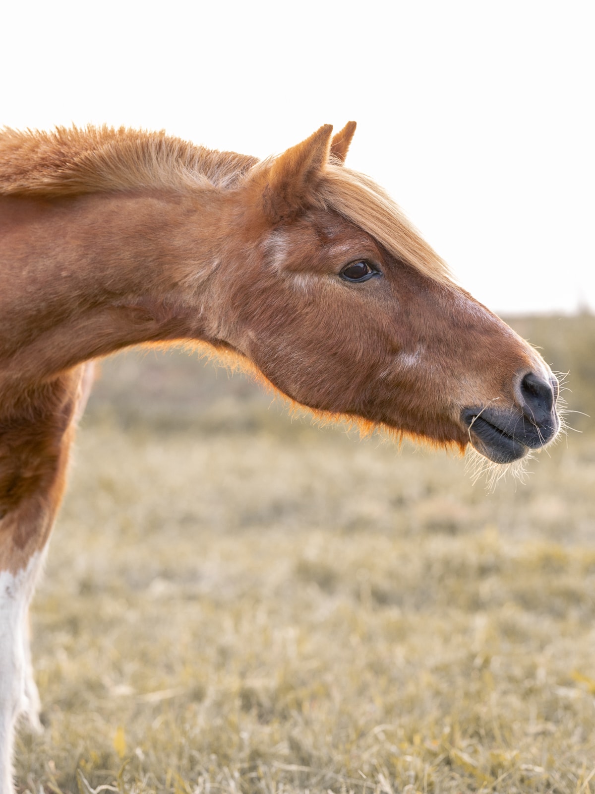 Sweet chestnut foal with fluffy coat in portrait