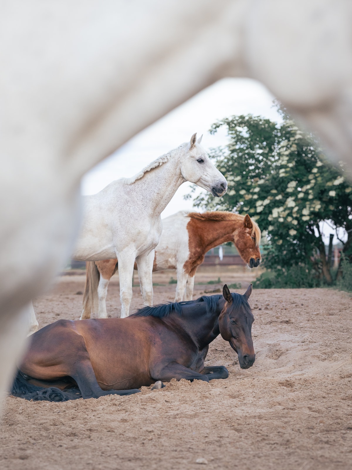 Dark horse with white blaze in portrait