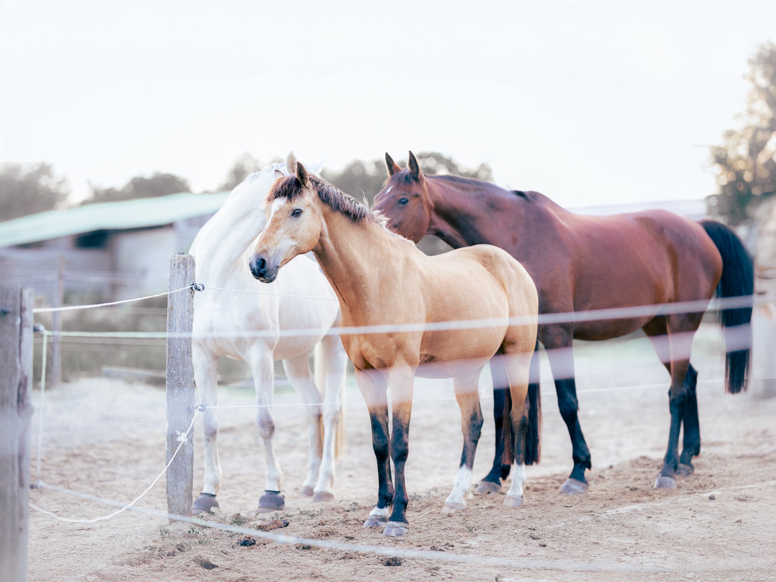 Horse with dreamy gentle expression