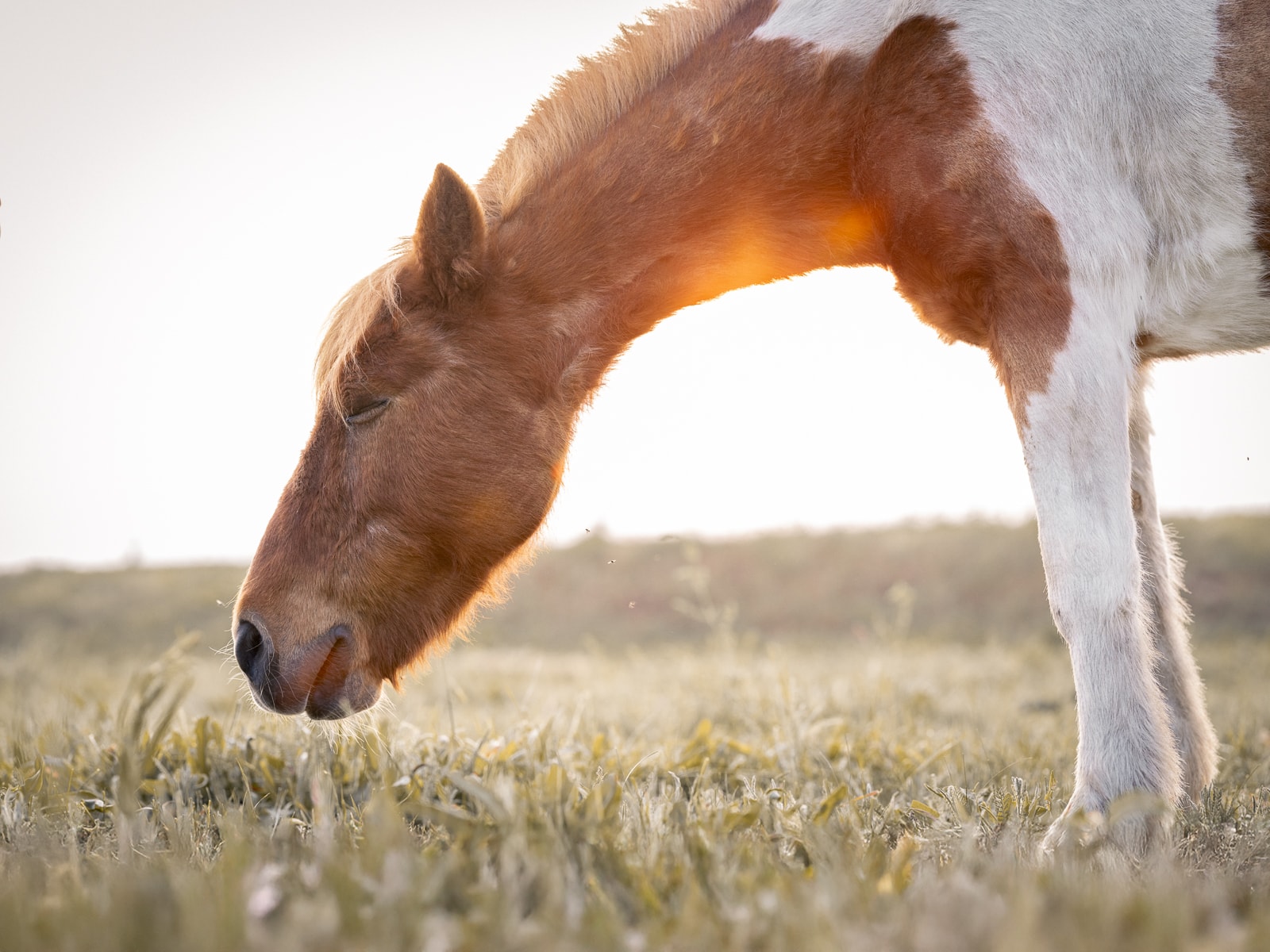 Young foal grazing peacefully in pasture
