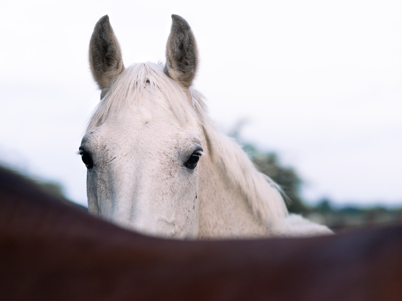 White grey horse looking curiously over stable door