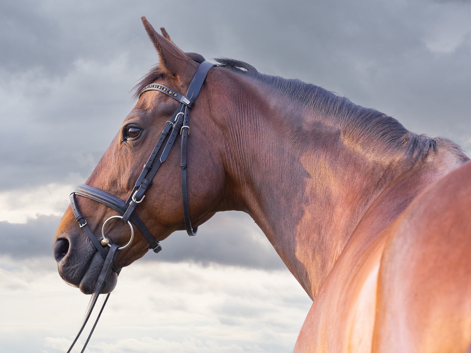 Chestnut horse with bridle in mystical fog