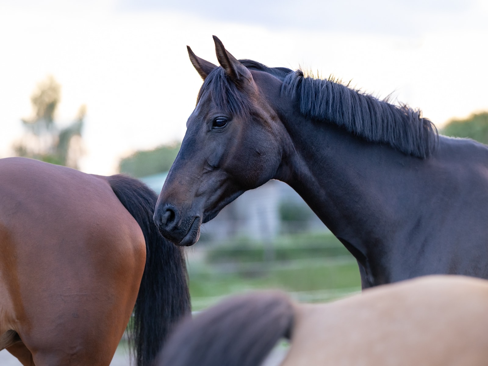 Horse in classic side view