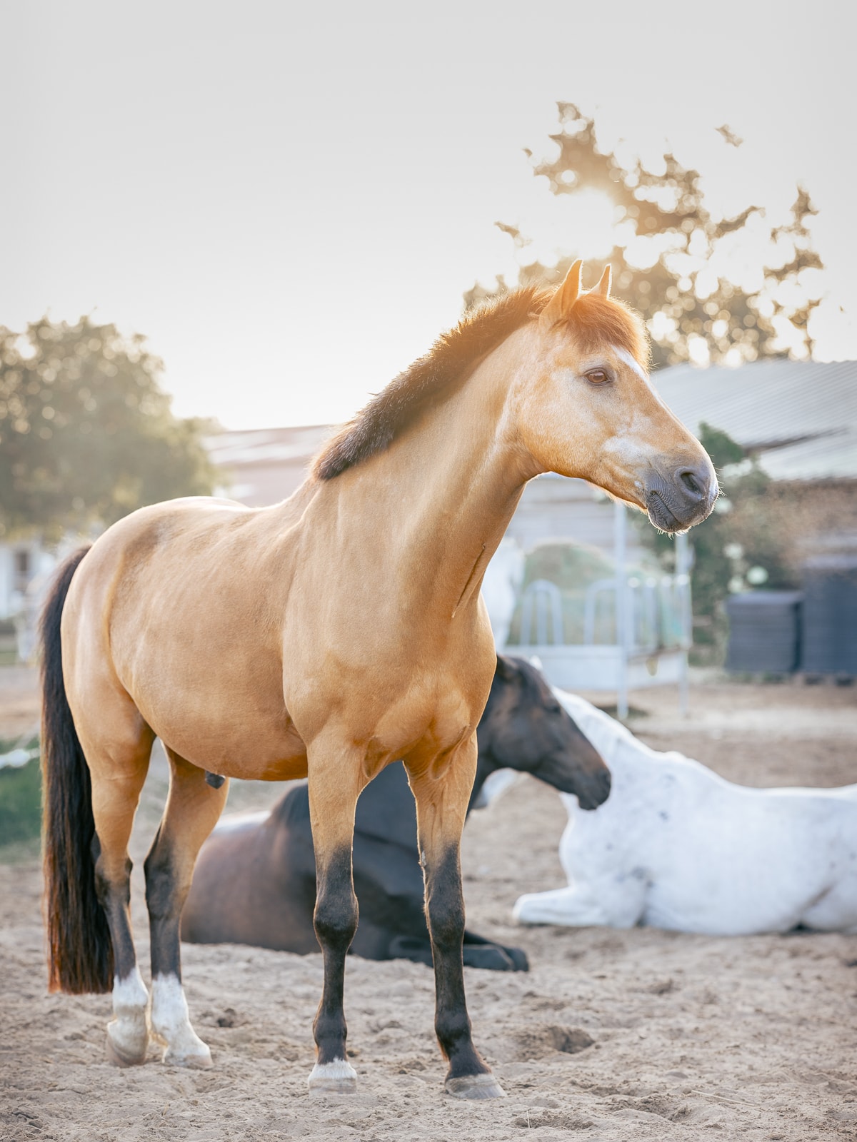 Horse with elegant halter in portrait