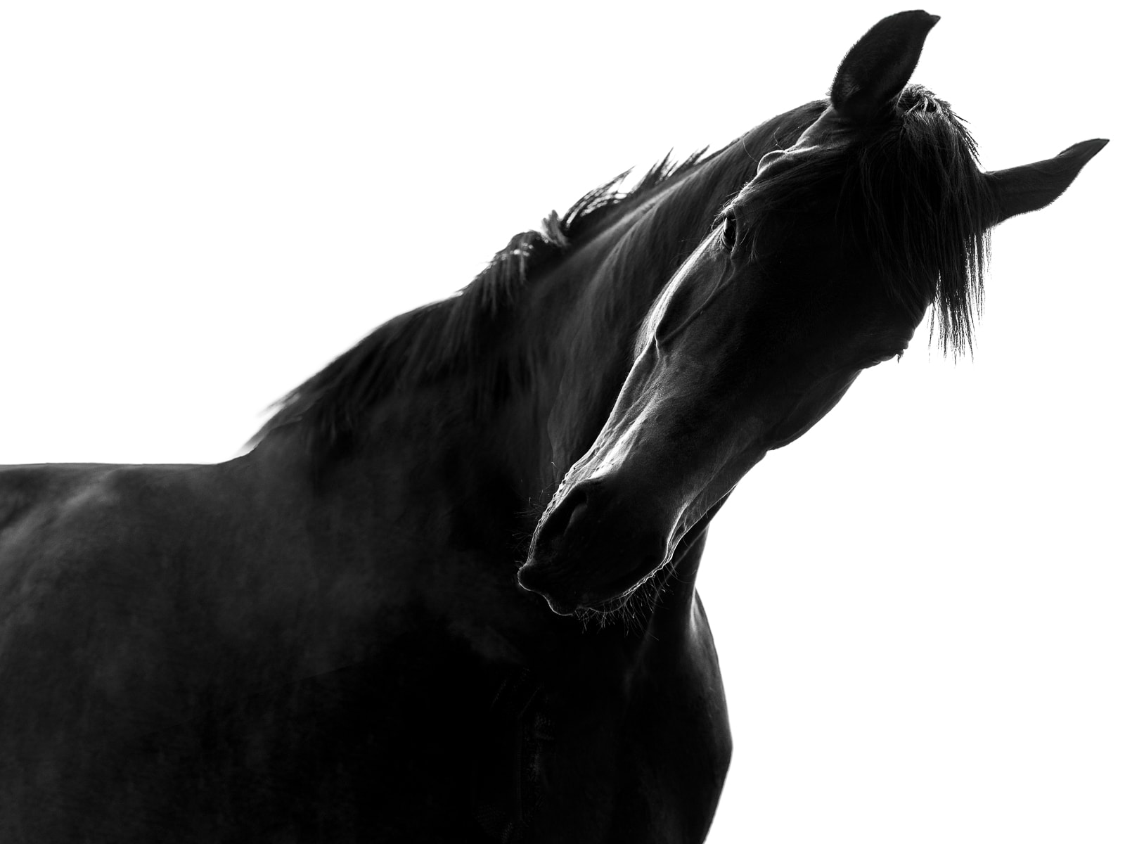 Black and white image of intimate connection between woman and horse