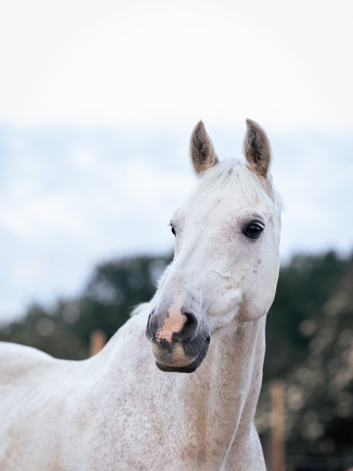 Chestnut horse head in profile with bridle at golden sunset