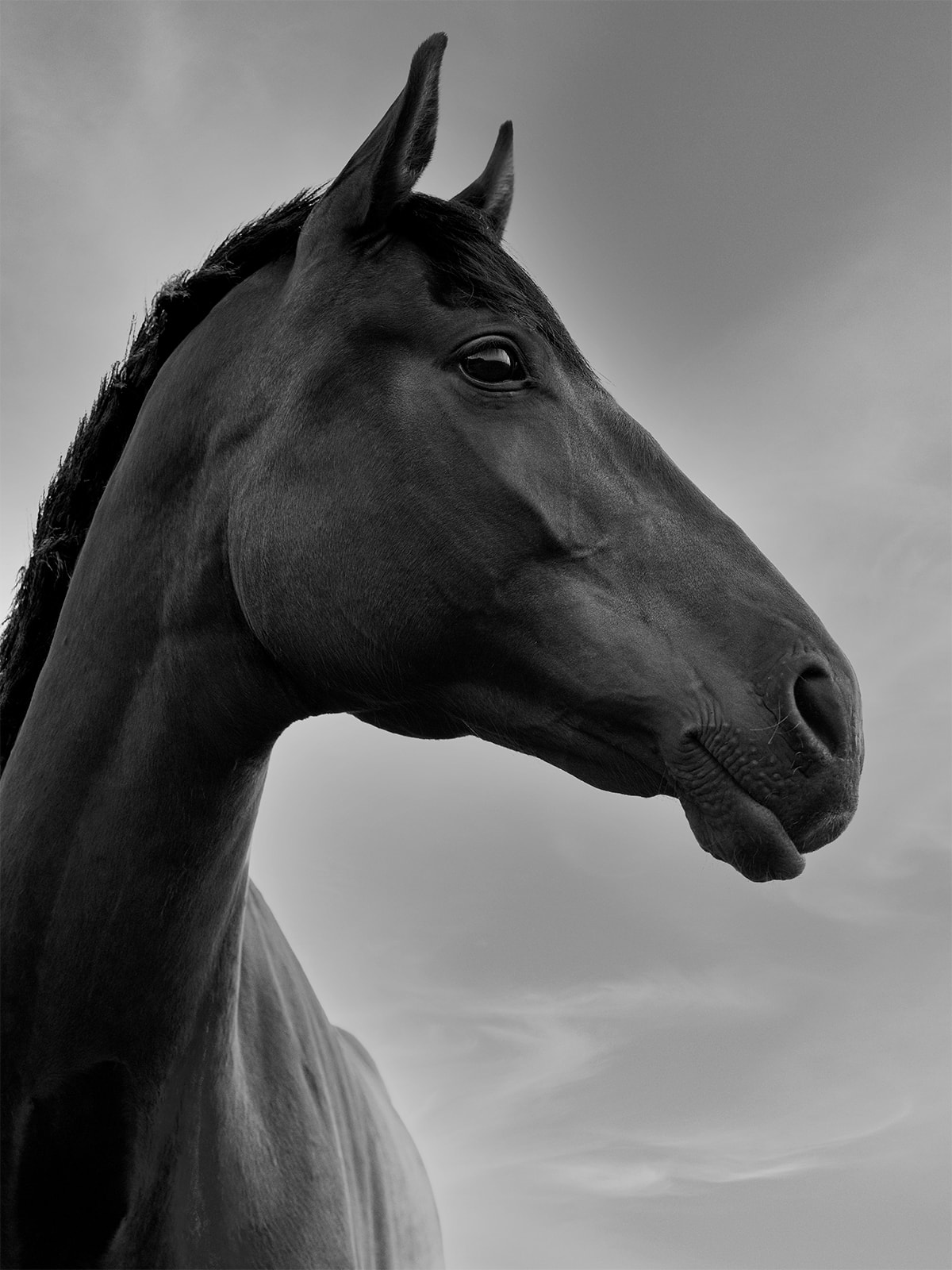 Majestic horse in dramatic black and white portrait