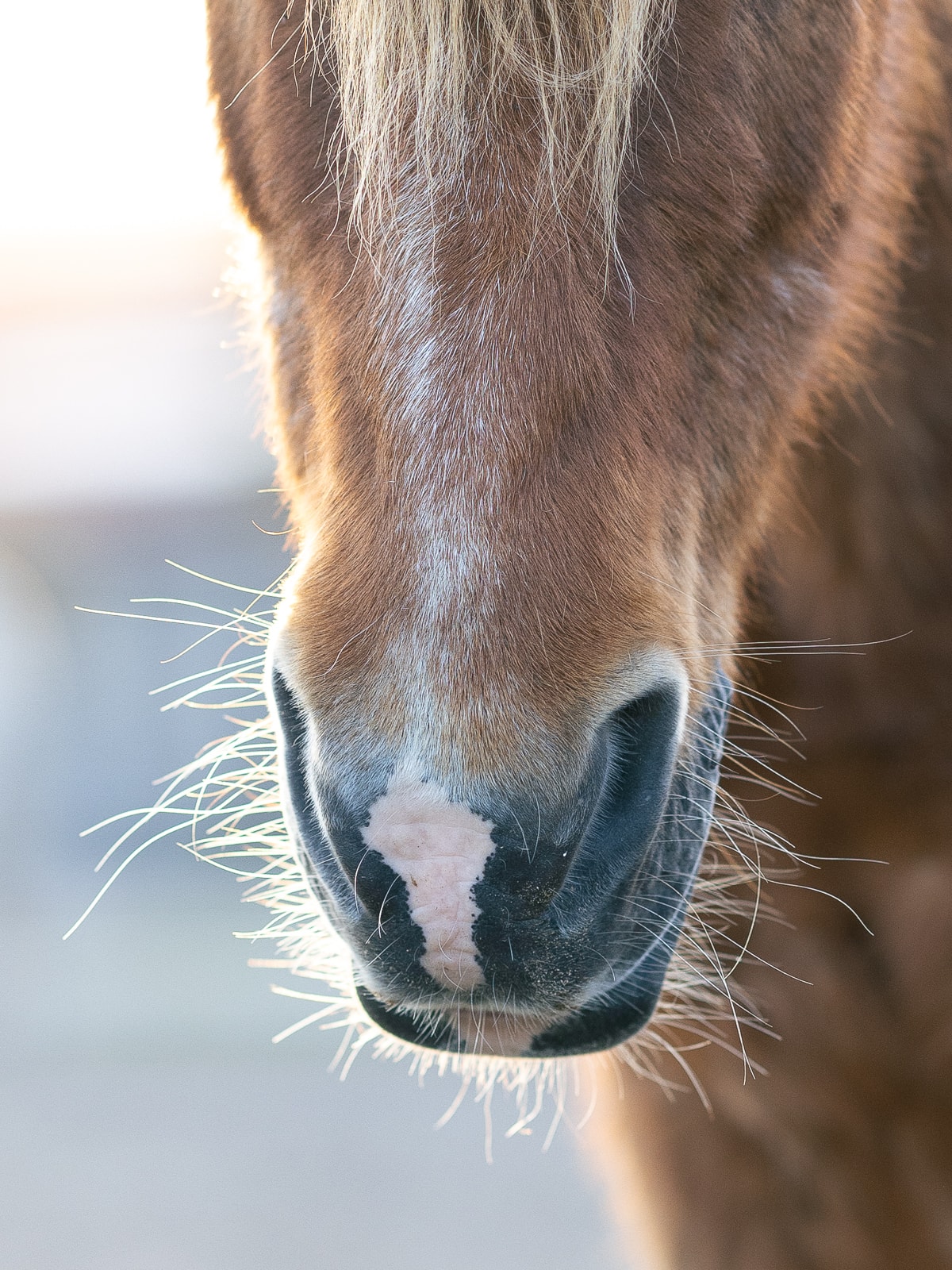Relaxed horse in calm atmosphere